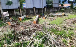 Cưa cây xanh trong trụ sở UBND xã để bán lấy tiền mua quà