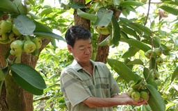 Mận xanh đường 'hồi sinh', nhà vườn miền Tây thu nhập hàng trăm triệu đồng/năm