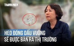 Cục Chăn nuôi - Thú y: Dấu vuông đóng trên thân heo của C.P là sai