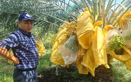 Vườn chà là tiền tỉ tuyệt đẹp ở Ninh Thuận