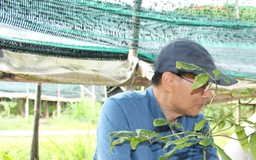 Lâm Đồng sẽ trở thành thủ phủ của sâm Việt Nam?