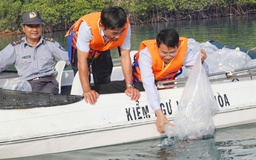 Khánh Hòa thả gần 430.000 con giống để tái tạo nguồn lợi biển