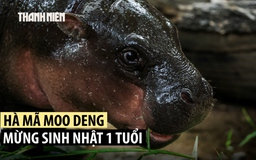 Hà mã lùn Moo Deng đón thôi nôi tưng bừng