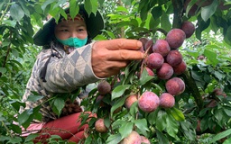 Tìm đường 'cứu' vải, mận