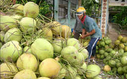Tăng mạnh nhập khẩu rau quả Việt Nam, người Mỹ mê loại nào nhất?