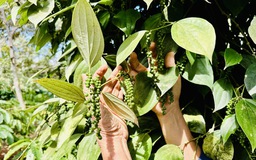 Đến lượt hồ tiêu bị 'tắc' đường xuất khẩu sang Châu Âu