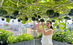 Vườn sân thượng ở TP.HCM trồng bí, dưa lưới sai quả: Bí quyết ăn quanh năm không hết