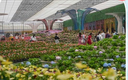 Cam Ly - Đà Lạt: ‘Thủ phủ’ du lịch canh nông tỉnh Lâm Đồng