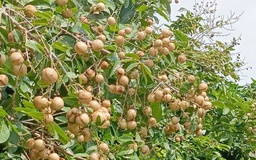 Độc đáo giống nhãn '2 trong 1' ở miền Tây