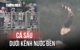 Cá sấu 'ung dung' phơi nắng dưới Kênh Nước Đen