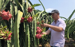 Thủ tướng chỉ đạo ‘mở đường’ cho thanh long, hồ tiêu vào châu Âu