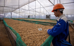 Giá cà phê Việt Nam ngược chiều thế giới