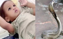 Bé trai 1 tuổi cắn chết rắn hổ mang
