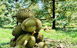 Xuất khẩu thông luồng, giá sầu riêng liên tục tăng