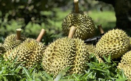 Xuất khẩu sầu riêng lao dốc, thị phần tại Trung Quốc giảm mạnh