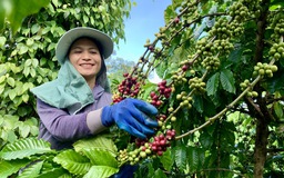 Việt Nam lãng phí khi đốt bỏ nguyên liệu sản xuất than sinh học