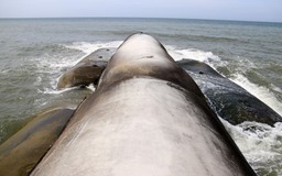 Những con 'quái vật' trên bãi biển Mũi Né