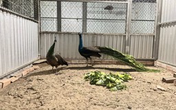 Nuôi chim công xanh, chàng trai miền Tây thu lãi gần 300 triệu đồng/năm