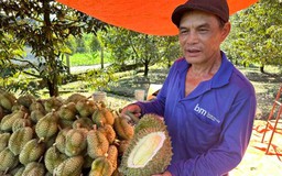 Sầu riêng - loại trái cây tỉ USD đã trở lại