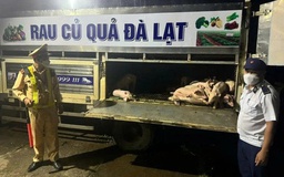 Lâm Đồng: Tiêu hủy 697 con heo mắc dịch tả heo châu Phi