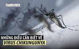 Bệnh chikungunya là gì, có đáng lo ngại không?