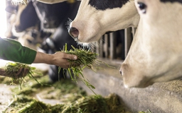 Khuyến khích chăn nuôi bò sữa nội địa, siết chặt sữa nhập khẩu