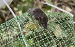 Sâm Ngọc Linh lao đao vì chuột và kẻ trộm