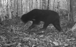 Hai loài động vật quý hiếm xuất hiện tại Vườn quốc gia Chư Mom Ray