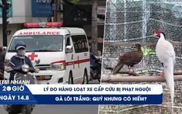 Xem nhanh 20h ngày 14.8: Gà lôi trắng: quý nhưng có hiếm? | Vì sao xe cấp cứu chạy làn khẩn cấp cao tốc bị phạt nguội