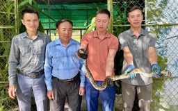 Người dân giao nộp trăn đất, rùa núi vàng quý hiếm bắt được trong vườn nhà