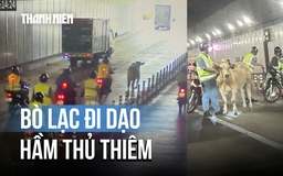Bò 100 kg 'du ngoạn' hầm Thủ Thiêm, cả dòng xe phải nhường đường