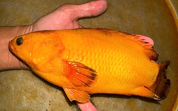 Người đàn ông Cần Thơ câu được cá rô vàng óng hiếm lạ