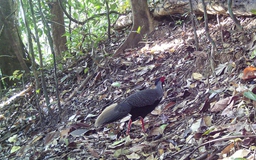 Phát hiện nhiều loài gà lôi quý hiếm ở Vườn quốc gia Chư Mom Ray