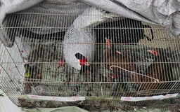 Luật sư nói về căn cứ pháp lý trong vụ án 13 con gà lôi trắng