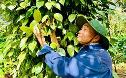 Nông sản xuất khẩu lại vướng thủ tục