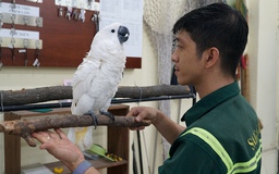 Ngắm 10 loài vẹt quý hiếm ở Thảo Cầm Viên 'bay về' từ nhiều nơi trên thế giới