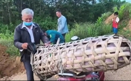 Đà Nẵng: Phát hiện người đàn ông chở heo bệnh đi tiêu thụ