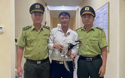 TP.Huế: Người dân phát hiện gà lôi trắng gần tượng rồng hồ Thủy Tiên