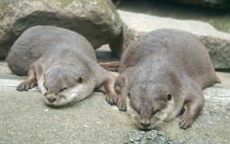 Rái cá, rắn hổ mang chúa ở Thảo Cầm Viên mang 'lý lịch' đặc biệt, ít ai biết