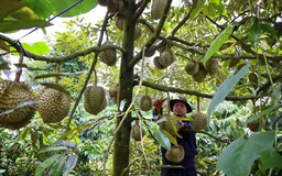 Sầu riêng có kịp tăng tốc đưa rau quả về đích?