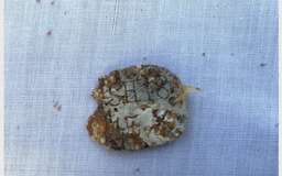 Quảng Trị: Tìm thấy 5 hài cốt liệt sĩ kèm di vật khắc ký hiệu