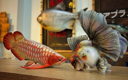 Cá… bất tử gây sốt mạng xã hội