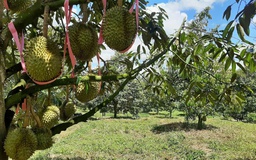 Cổ phiếu Hoàng Anh Gia Lai tăng vọt, con trai bầu Đức chi tiền tỉ gom vào
