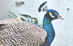 Chim công bay vào chung cư, cư dân 'mê mẩn' vì quá đẹp