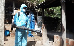 Khánh Hòa lập tổ cơ động chống dịch tả heo châu Phi