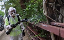 Bệnh chikungunya đang lây lan toàn cầu
