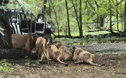 Kinh hoàng nhân viên sở thú bị bầy sư tử cắn chết trước mặt du khách