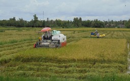 Giá lúa thấp kỷ lục, nông dân Cà Mau vẫn khó tìm được thương lái đến mua