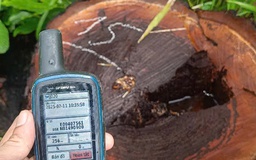 Phá rừng biên giới tại Gia Lai, gần đồn biên phòng