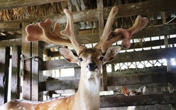 Về 'thủ phủ' nuôi hươu sao - Kỳ 2: Thu trăm tỉ từ lộc nhung